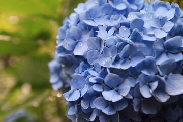 雨に濡れる青い紫陽花