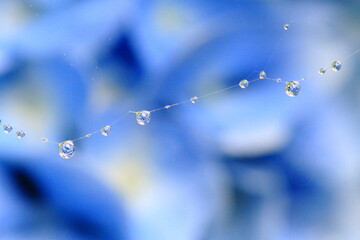 アジサイの蜘蛛の糸の水滴