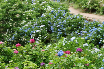 赤い紫陽花