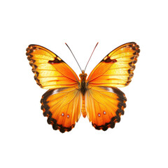 Fototapeta premium Close-up of vibrant orange and yellow butterfly
