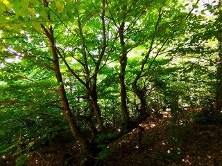 „Magischer Wald mit Sonnenlicht und gebogenen Bäumen“