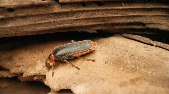 Cantharis fusca, the dark soldier beetle. This species is common in large parts of Europe.