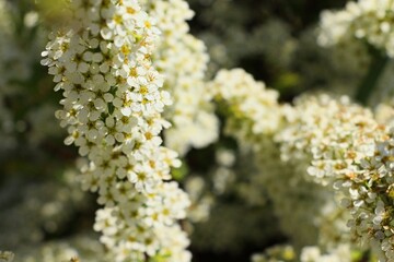 close up of white flowers