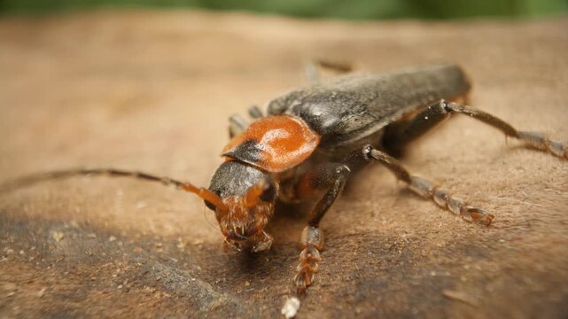 Cantharis fusca, the dark soldier beetle. Close up