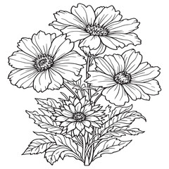 Nemesia line art simple clean botanical nature illustration