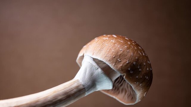 Macro time lapse video of psilocybe cubensis mushroom veil breaking, golden teacher magic mushroom cap opening process