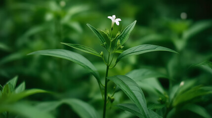 Obraz premium Close up of Andrographis paniculata plant with white flower and green leaves