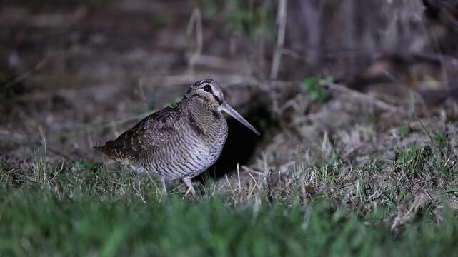 Eurasian woodcock (Scolopax rusticola) is a medium-small wading bird found in temperate and subarctic Eurasia. This photo was taken in Japan.
