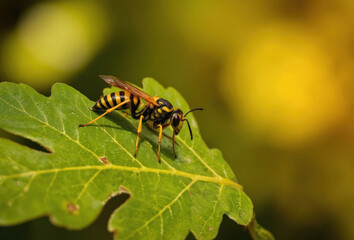 Macro shot of yellow, black striped wasp resting on vibrant green oak leaf. Detailed body, antennae, wings visible. Background features soft, blurred bokeh of golden light, plants, evoking natural,