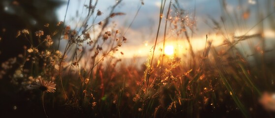 Golden Hour Meadow: A Sunset Serenade