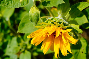 A close-up photograph of a sunflower with vibrant yellow petals and green leaves. The flower is slightly drooping, showcasing detailed textures of the petals and foliage.
