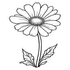 Oxeye Daisy line art botanical sketch pure natural form