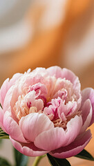 Close-up of a blooming peony with soft focus, warm tones,mobile wallpaper
