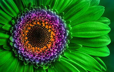  Gerbera flower close up on green background. Macro photography. Card Gerbera Flower. Natural romantic conceptual floral Macro background.