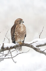 Light brown hawk perches on snow-covered branch in winter landscape. Bird of prey displays elegant plumage, eyesight, sharp talons. Majestic wild animal, poised predator in frosty, serene