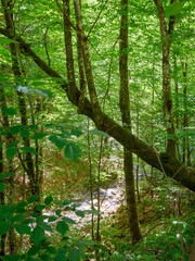forest landscape in summer. green nature background with beech trees in lush foliage. natural...