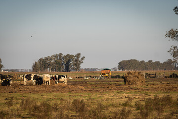 Cows grazing in a feed lot in santa fe, argentina.