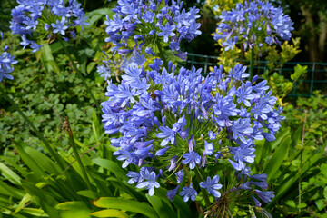 Magnifiques fleurs d'Agapanthes dans un jardin en Bretagne