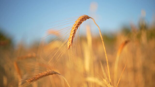 Ears of wheat swaying in the wind in a wheat field