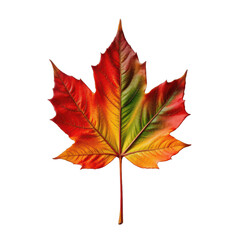 a large maple leaf transitioning from green to red placed flat on white background using side lighting for clear detail and realistic seasonal product photography