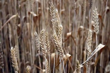 golden wheat field