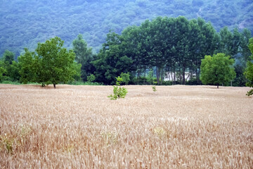 wheat field