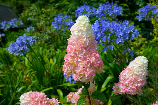 Joli Hydrangea Paniculata "Vanille-Fraise" en Bretagne