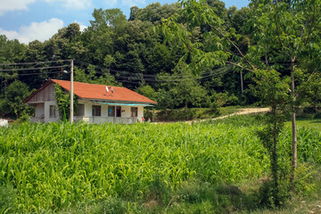 Rural House with a Red Roof in a Lush Green Field