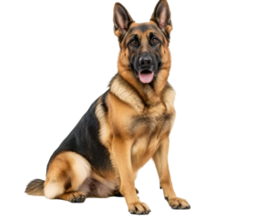 Majestic German Shepherd sitting attentively with focused gaze isolated on a clean transparent background