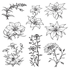 Spider Lily line art delicate petals hand sketched