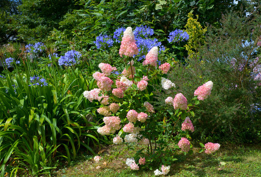Joli Hydrangea Paniculata "Vanille-Fraise" en Bretagne