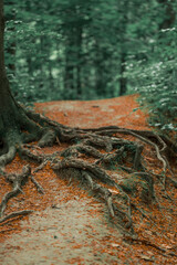 autumn forest tree roots ground falling leaves landscape nature scenic view vertical picture