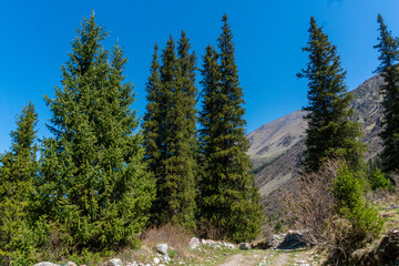 Ala-Archa Park, Tall evergreen trees line a rocky mountain path under a bright sky, surrounded by wild vegetation, inviting hikers and trekkers to experience alpine wilderness and natural beauty
