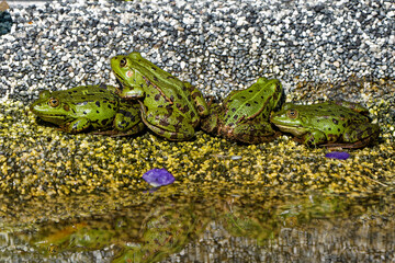 Pool Frog