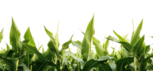 PNG Corn maize border agriculture nature plants.