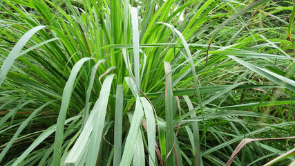 A clump of green lemongrass plants in a garden shed