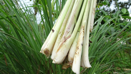 The stems of lemongrass that had just been harvested from the garden. Fresh condition.