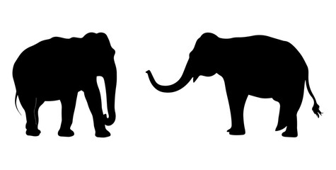 Fototapeta premium Silhouette of majestic elephants animals