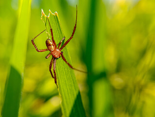 Spider Resting on Green Leaf Blade in Natural Habitat