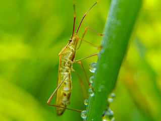 Insect Climbing on Green Stem with Water Droplets Closeup