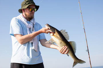 a pike perch, zander caught on a spinning rod is pulled out of the water, the caught fish is in the...