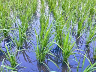 Green rice field with young paddy plants in flooded water, traditional Asian agriculture landscape, farming season in tropical countryside