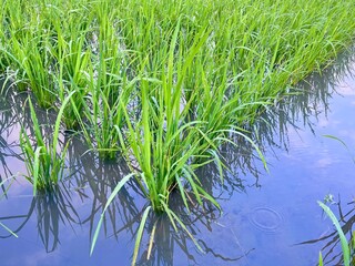 Green rice field with young paddy plants in flooded water, traditional Asian agriculture landscape, farming season in tropical countryside