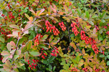Berberis Bush with Red Berries Autumnal Foliage and Harvest