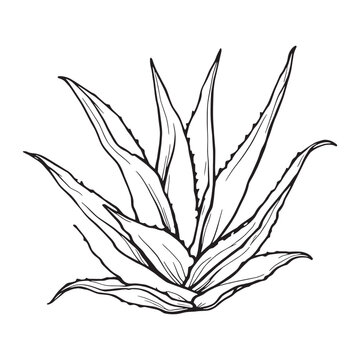 black and white aloe vera plant clip art preview