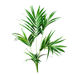 Fototapeta premium Lush green palm fronds cluster