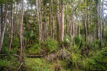 Bayou Sauvage, New Orleans, Louisiana
