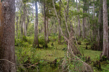 Bayou Sauvage, New Orleans, Louisiana