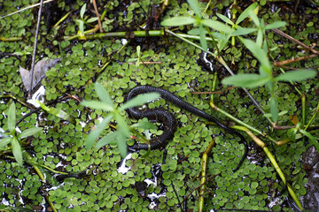 Snake in the Bayou Sauvage, New Orleans, Louisiana