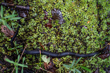 Snake in the Bayou Sauvage, New Orleans, Louisiana